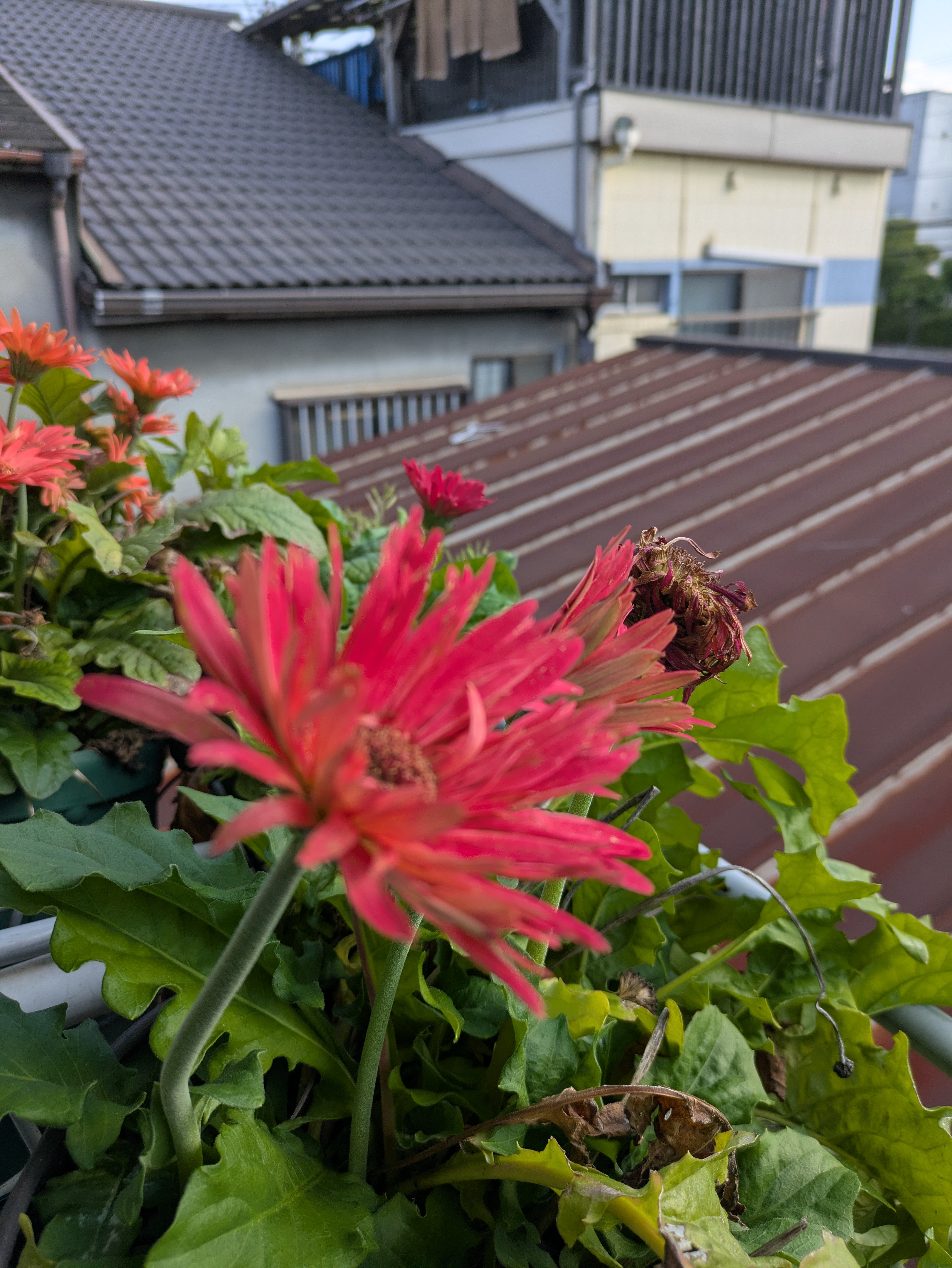 楽しい好きが進む道