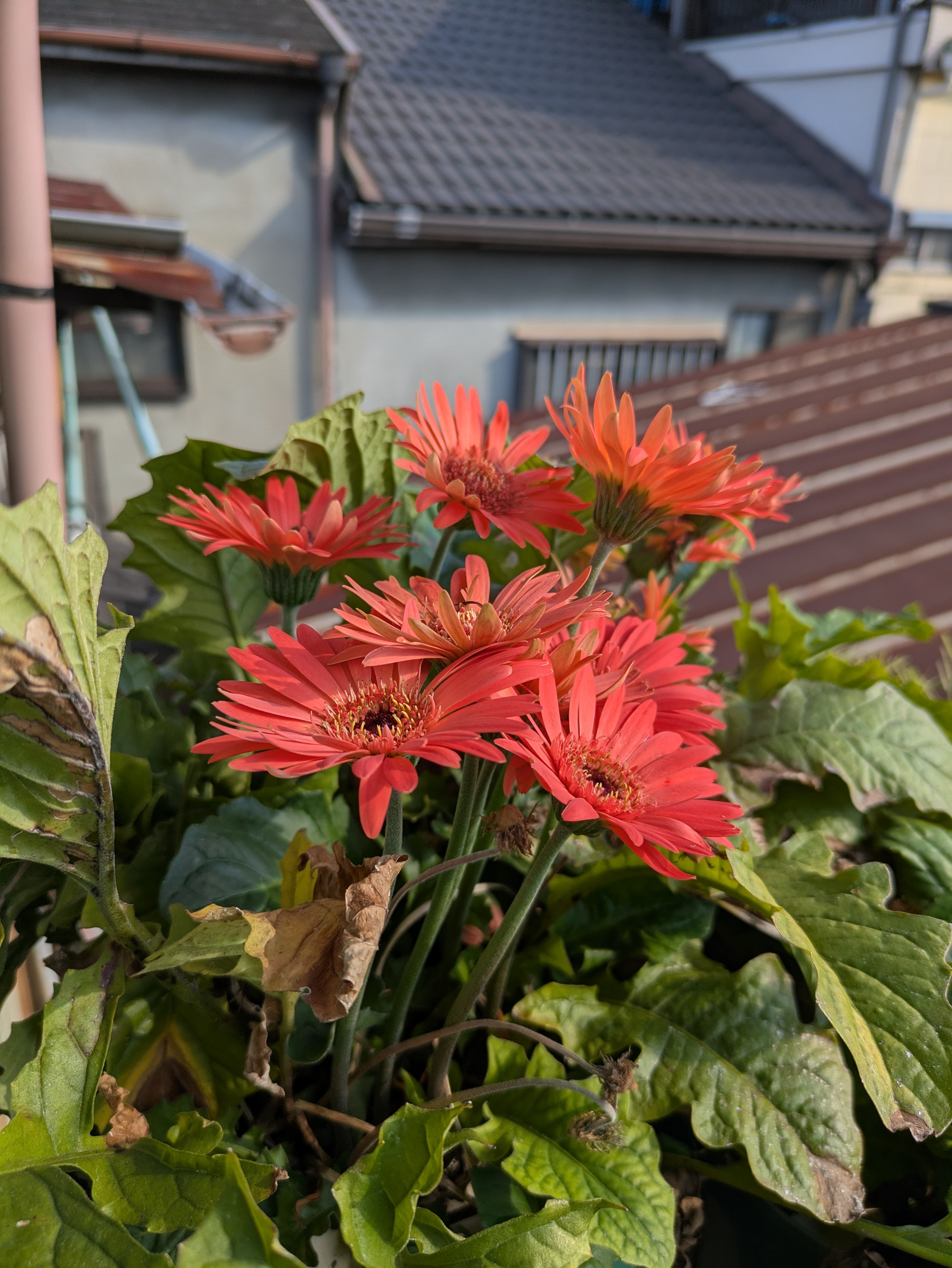 投影という光と闇